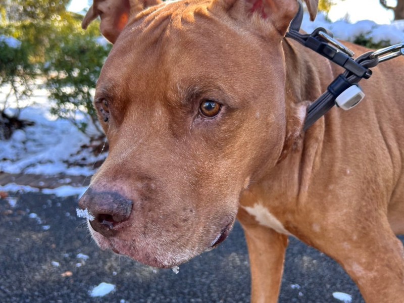 犬の死を目前にして