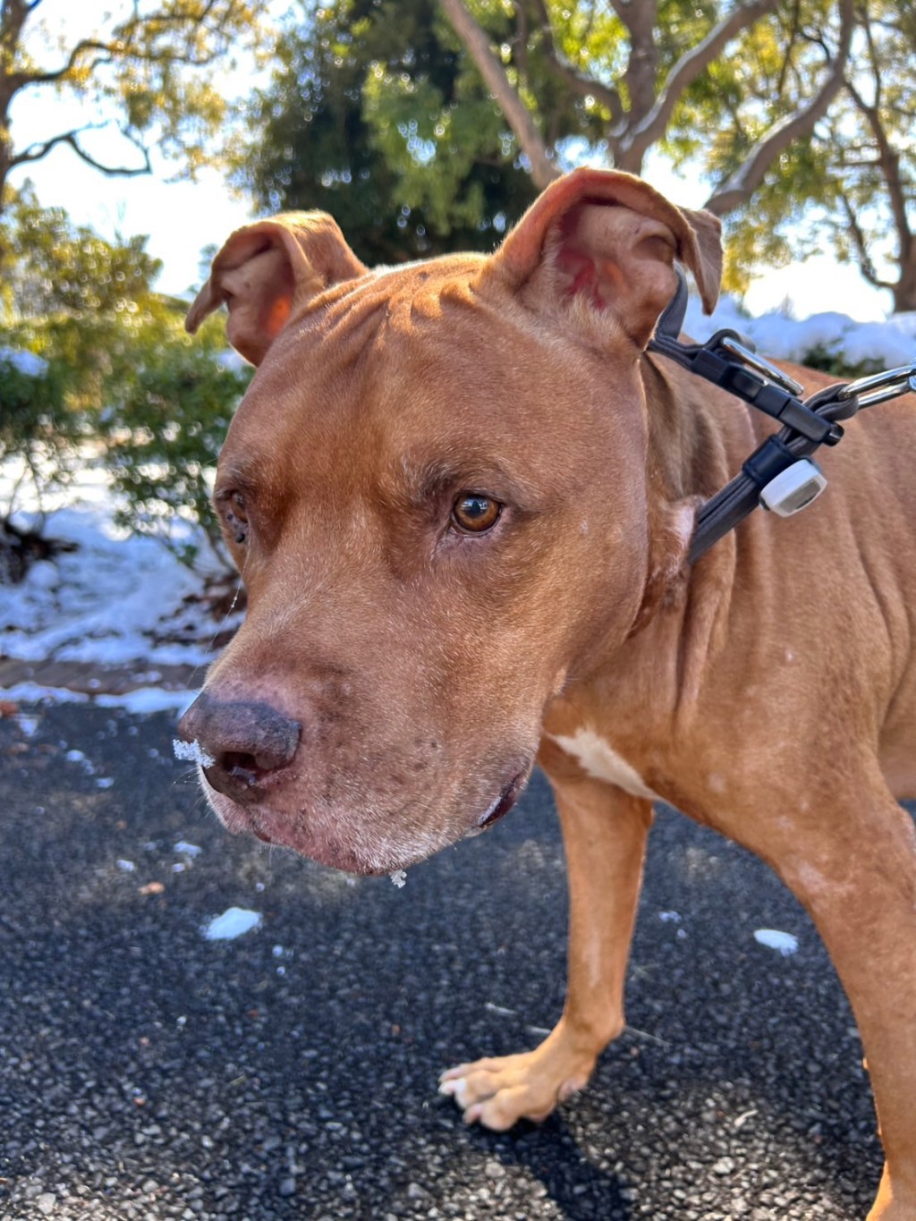 犬の死を目前にして